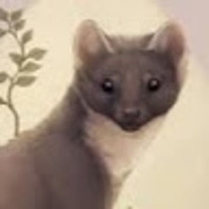 Meet your Posher, Misty